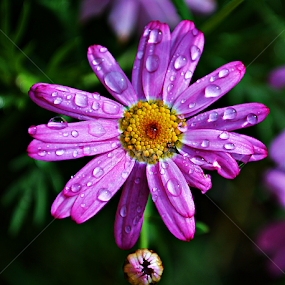 Lila by Jelena Puškarić - Flowers Flower Gardens