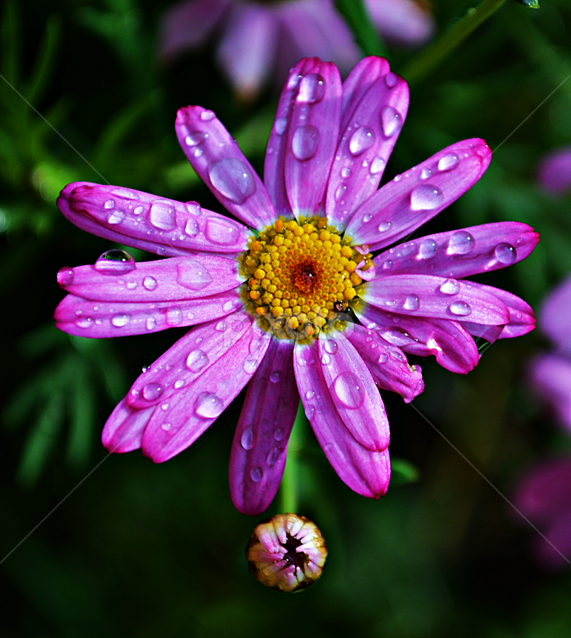 Lila by Jelena Puškarić - Flowers Flower Gardens