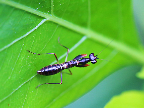 Ant mimic praying mantis nymph