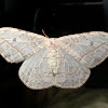 Hooktip Moth