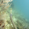 Chinese trumpetfish (Female)