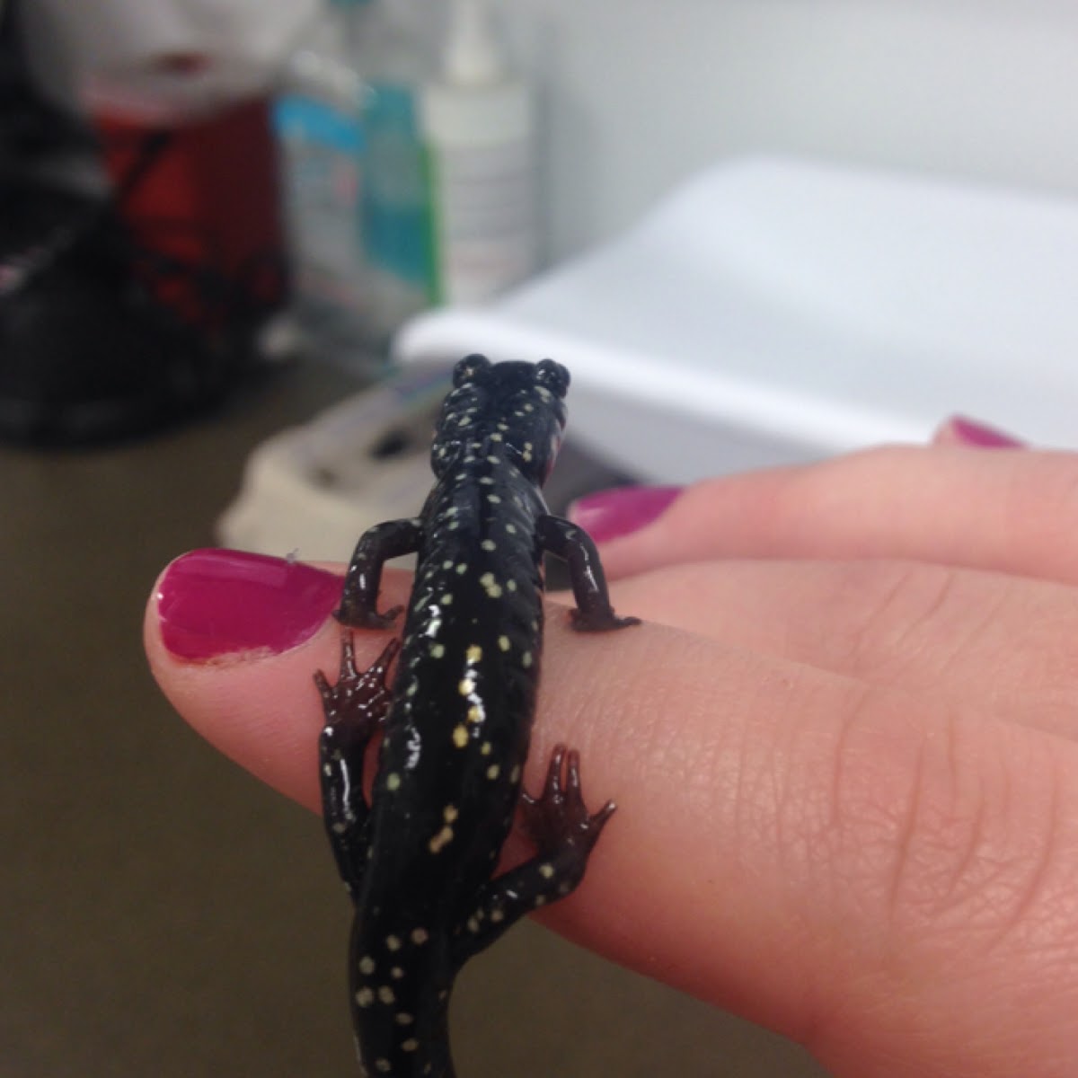 Slimy salamander
