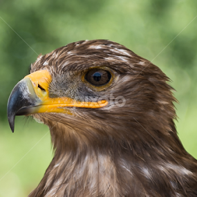 Eagle by Jean-Marc Schneider - Animals Birds