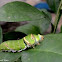 swallowtail butterfly caterpillar