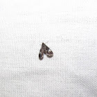 Duckweed Moth
