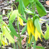 Large-Flowered Bellwort