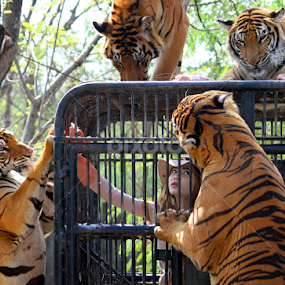 by Patrick Simon - News & Events World Events