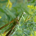 Chinese Mantid