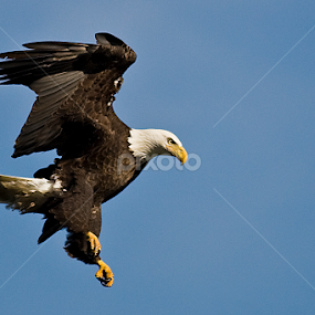 Flaps Up! by Rod Schrader - Animals Birds
