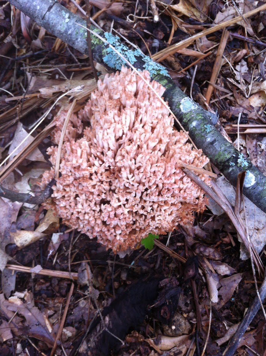 Crown-Tipped Coral Fungus