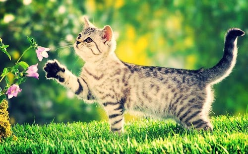 Cat Live Wallpaper Screenshots 3