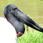 Jabiru,Tuiuiú(Brazil)