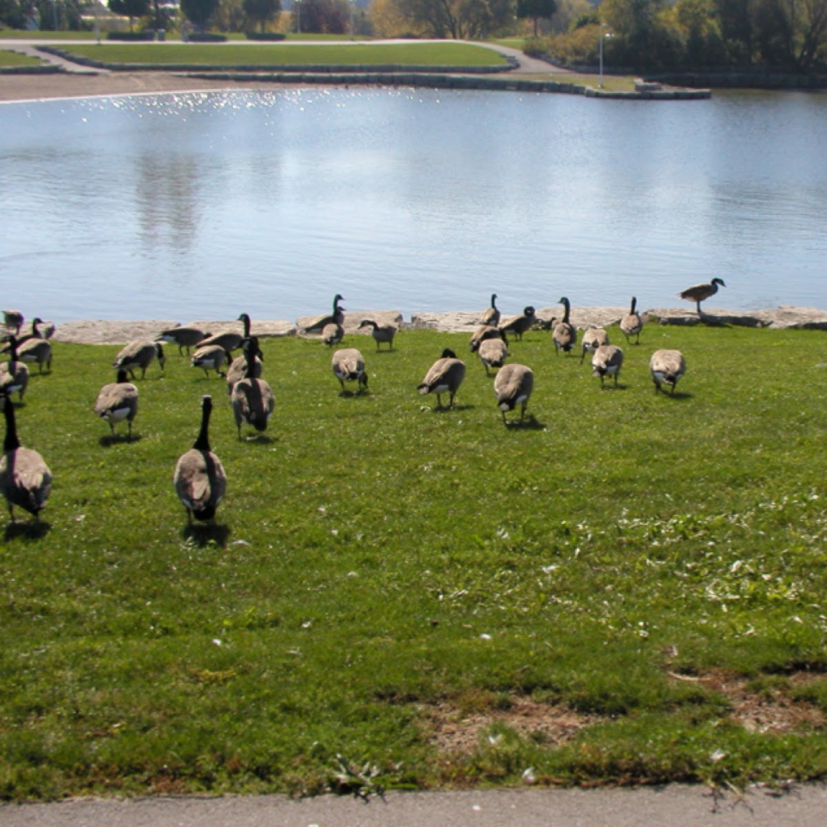 Canada Geese