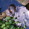 Red-Bellied Turtle