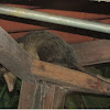Zorro pelón (Common opossum)