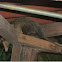 Zorro pelón (Common opossum)
