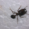 Unidentified Big Headed Ant