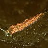 Nudibranch - Favorinus