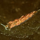 Nudibranch - Favorinus