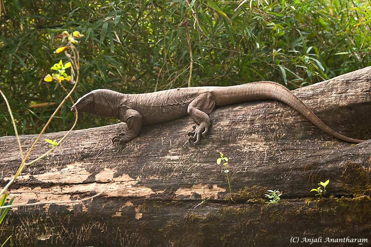 Common Indian Monitor Lizard