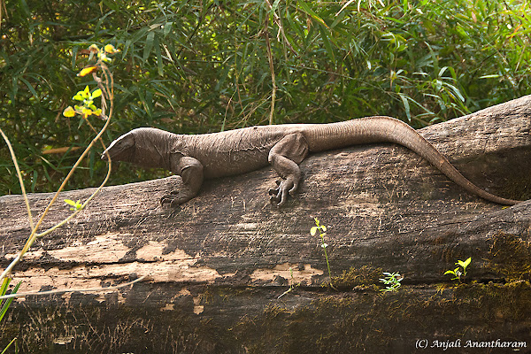 Common Indian Monitor Lizard | Project Noah