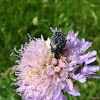 Blossom feeder scarab