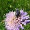 Blossom feeder scarab