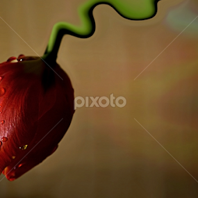 Dancing by Neli Dan - Digital Art Abstract