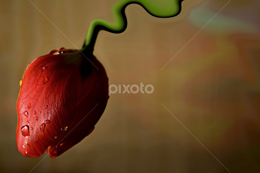 Dancing by Neli Dan - Digital Art Abstract