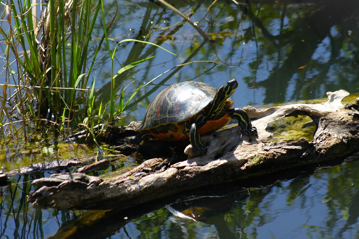 florida red bellied cooter