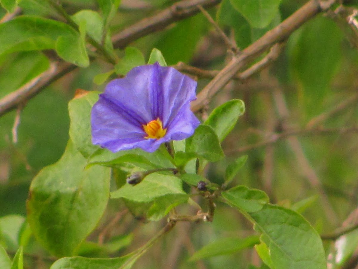 Potato Bush