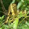 Borboleta Caixão-de-defunto (Thoas Swallowtail)