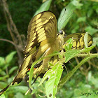 Borboleta Caixão-de-defunto (Thoas Swallowtail)
