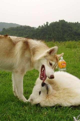 Samoyed Puzzle