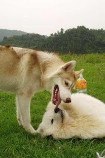 How to get Samoyed Puzzle 1.1 unlimited apk for android