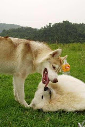 Samoyed Puzzle poster 1