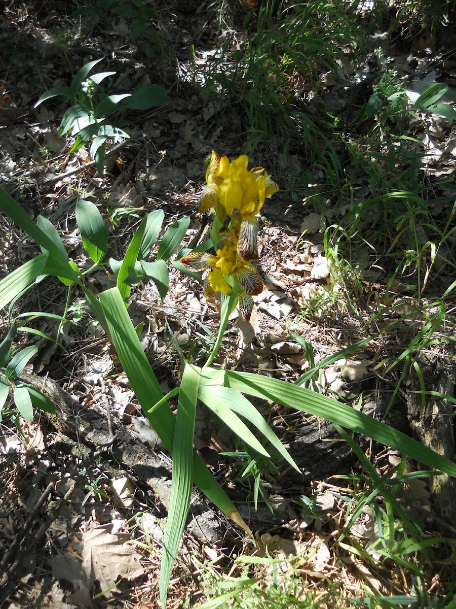 Wild Iris?