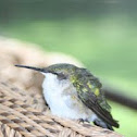 Ruby-throated hummingbird (female)