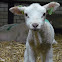 Sheep lamb