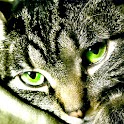 Kittens! logo