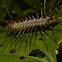 Cave Centipede