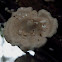 Unknown white mushroom