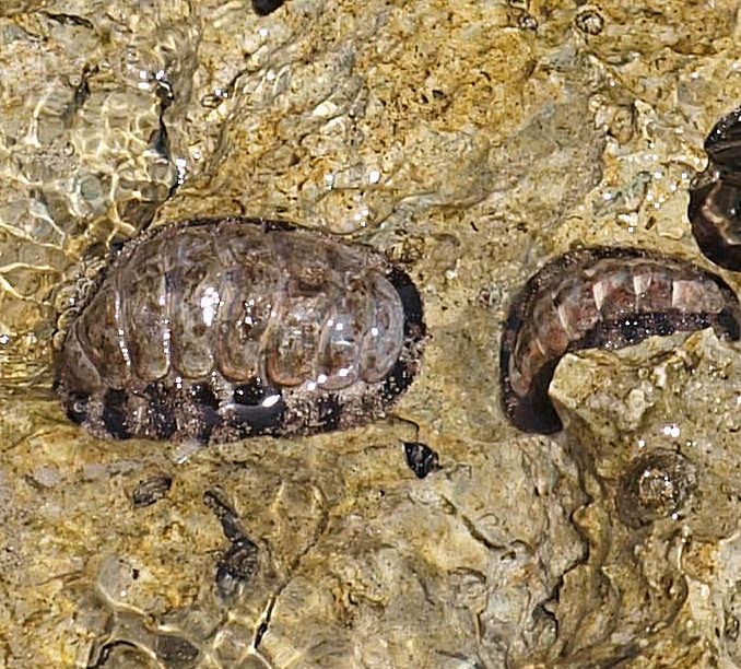 Fuzzy chitons