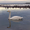 Whooper Swan