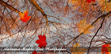 Autumn Maple Live Wallpaper ★ APK