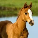 Pony Puzzle icon