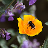 Yellow-faced Bumblebee on California Poppy