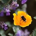 Yellow-faced Bumblebee on California Poppy