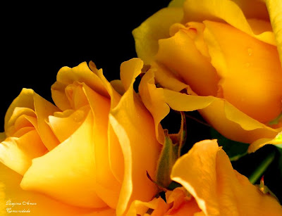 1270921-s.jpg