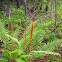 Cinnamon fern